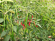 Kung Pao Hybrid