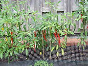 Kung Pao Hybrid