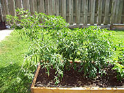 Kung Pao Hybrid