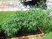 Kung Pao Hybrid