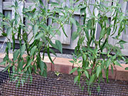 Kung Pao Hybrid
