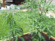 Kung Pao Hybrid