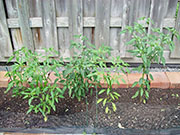 Kung Pao Hybrid