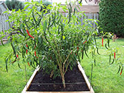Kung Pao Hybrid