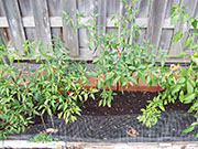 Kung Pao Hybrid