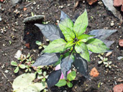 Largo Purple