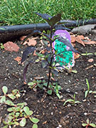 Largo Purple