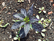 Largo Purple