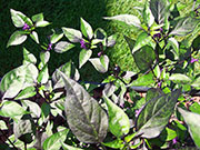 Largo Purple