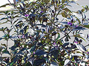 Largo Purple