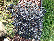 Largo Purple
