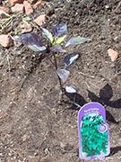 Largo Purple