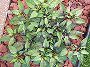 Largo Purple