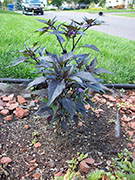 Largo Purple
