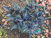 Largo Purple