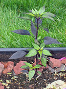Largo Purple