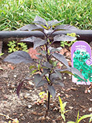 Largo Purple
