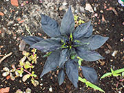 Largo Purple