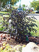 Largo Purple
