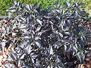 Largo Purple