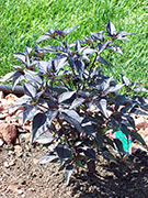 Largo Purple
