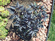 Largo Purple