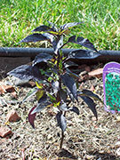 Largo Purple