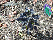 Largo Purple