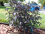 Largo Purple