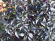 Largo Purple