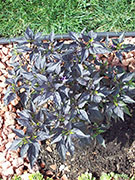 Largo Purple