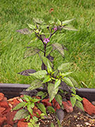 Largo Purple