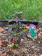 Largo Purple