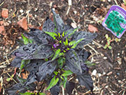 Largo Purple