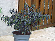Largo Purple
