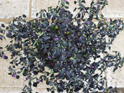 Largo Purple