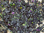 Largo Purple
