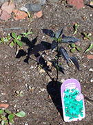 Largo Purple
