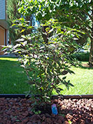 Largo Purple