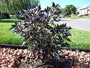 Largo Purple