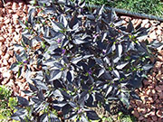 Largo Purple