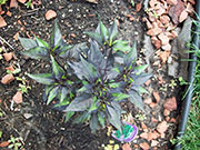 Largo Purple