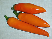 Récolte 2009