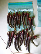 Séchage piments