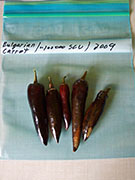 Séchage piments