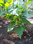 Trinidad Perfume