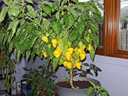 Trinidad Perfume