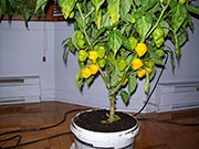 Trinidad Perfume