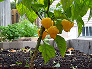 Trinidad Perfume