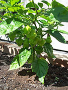 Trinidad Perfume